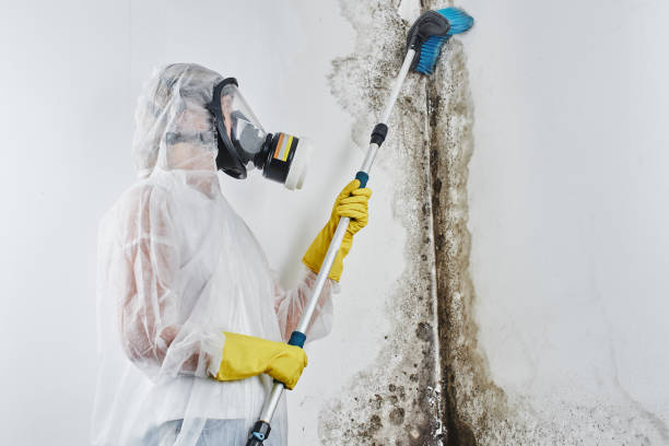 Best Mold Prevention Services  in Fruit Heights, UT